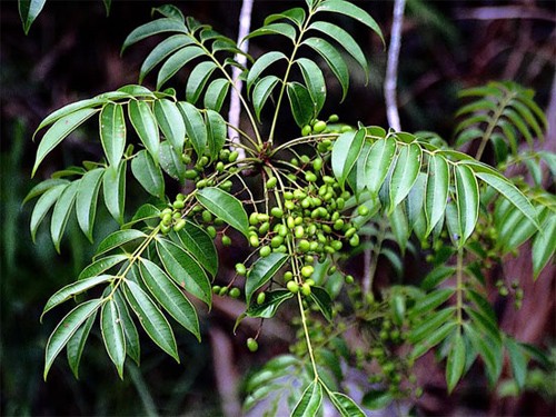 10 loài cây nguy hiểm bạn nên tránh xa - ảnh 6