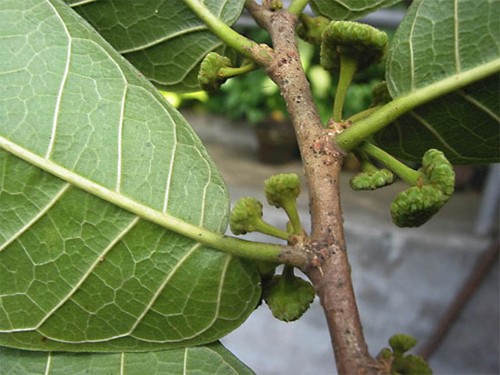 10 loài cây nguy hiểm bạn nên tránh xa - ảnh 8