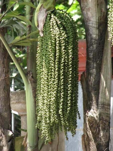 10 loài cây nguy hiểm bạn nên tránh xa - ảnh 5