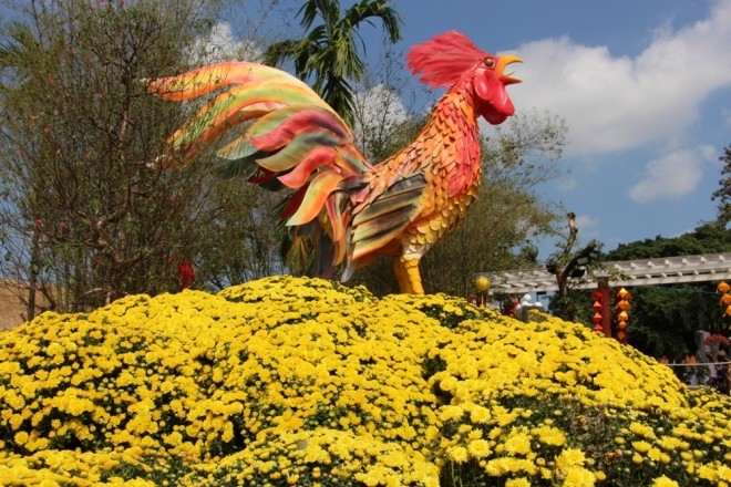 Đàn gà khổng lồ bên dòng sông Hương - ảnh 1