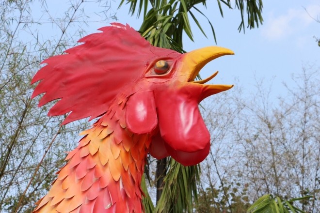 Đàn gà khổng lồ bên dòng sông Hương - ảnh 2