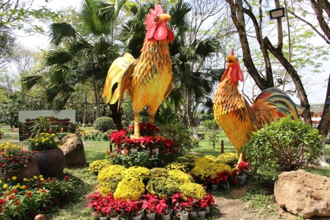 Đàn gà khổng lồ bên dòng sông Hương - ảnh 3