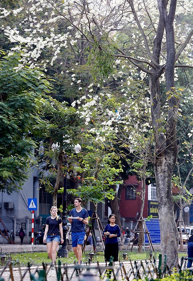 hoa sưa hà nội - ảnh 10