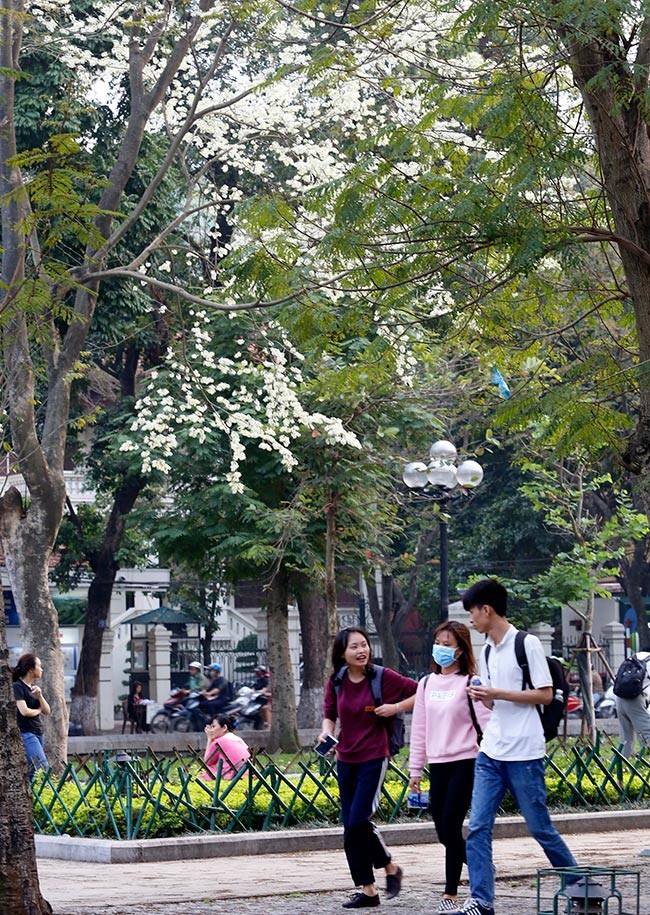 hoa sưa hà nội - ảnh 11