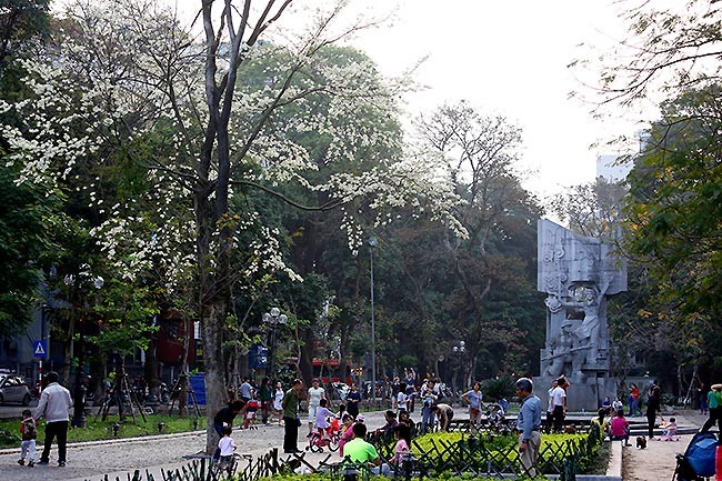 hoa sưa hà nội - ảnh 1