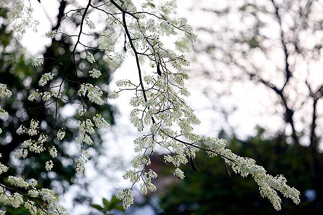 hoa sưa hà nội - ảnh 2