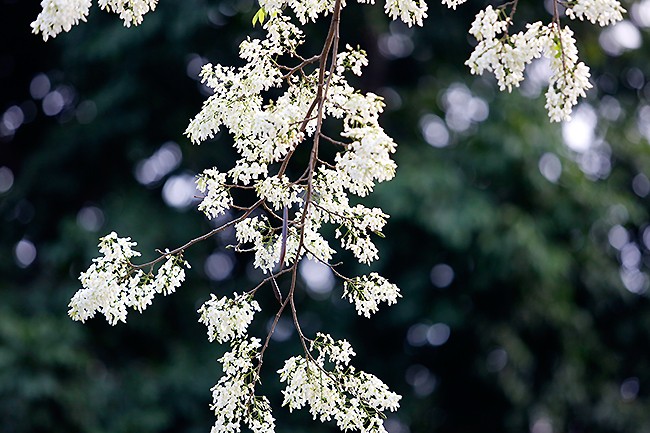 hoa sưa hà nội - ảnh 4
