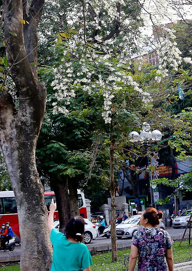 hoa sưa hà nội - ảnh 9