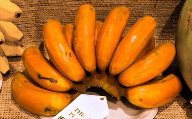 Những giống chuối kì lạ và bí ẩn nhất thế giới - ảnh 6