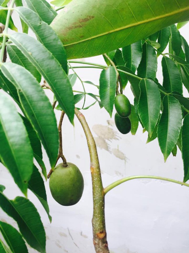 lý hải minh hà - ảnh 15