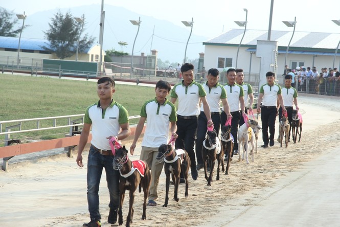 Mục kích đua chó tại bãi biển Xuân Thành - ảnh 1
