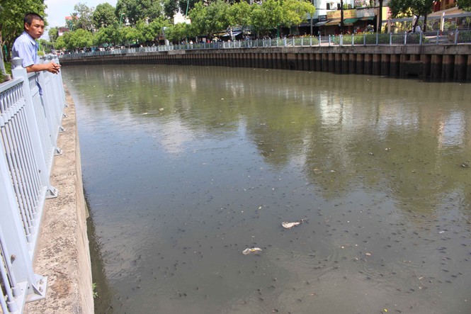 Hàng triệu con cá nổi dày đặc trên kênh Nhiêu Lộc – Thị Nghè - ảnh 1