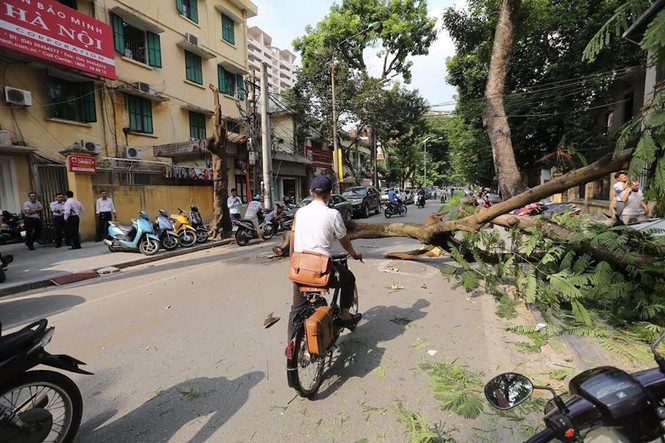 Cận cảnh cổ thụ bất ngờ gãy đổ, nhiều người thoát chết trong gang tấc - ảnh 1