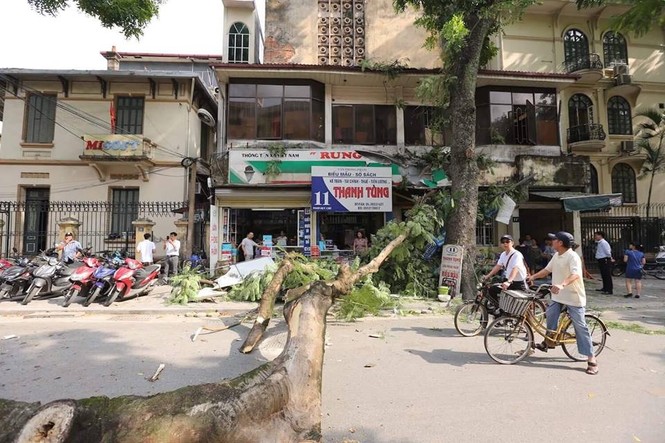 Cận cảnh cổ thụ bất ngờ gãy đổ, nhiều người thoát chết trong gang tấc - ảnh 2