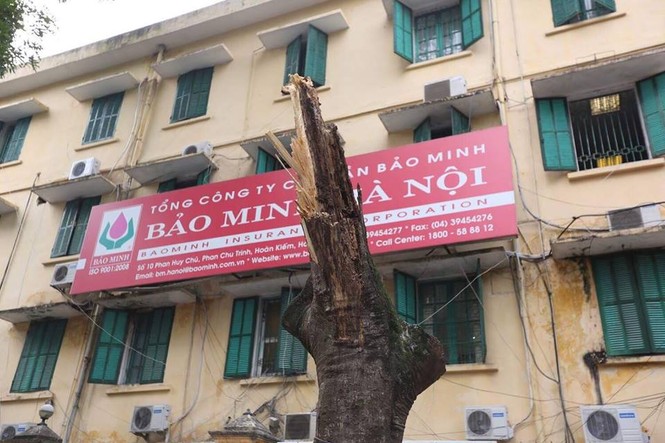 Cận cảnh cổ thụ bất ngờ gãy đổ, nhiều người thoát chết trong gang tấc - ảnh 7