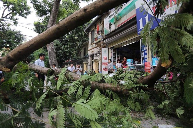 Cận cảnh cổ thụ bất ngờ gãy đổ, nhiều người thoát chết trong gang tấc - ảnh 4