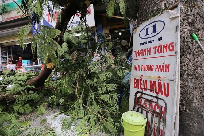Cận cảnh cổ thụ bất ngờ gãy đổ, nhiều người thoát chết trong gang tấc - ảnh 5