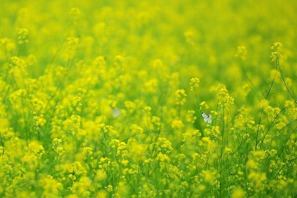 Những địa điểm chụp hoa cải đẹp tại Hà Nội giới trẻ phải biết - ảnh 2