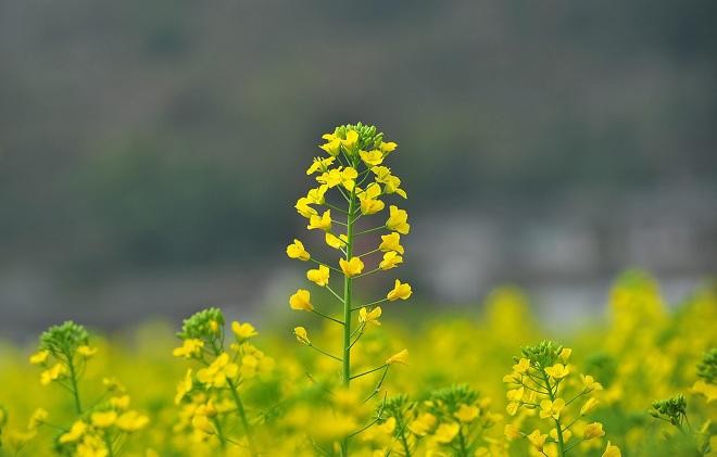 Những địa điểm chụp hoa cải đẹp tại Hà Nội giới trẻ phải biết - ảnh 7