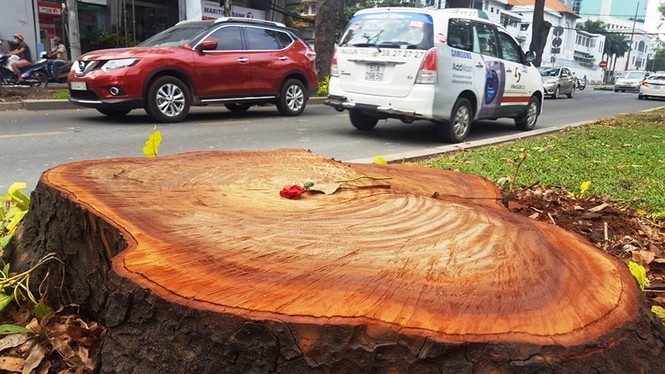 Bí ẩn người đặt hoa hồng trên mỗi gốc cây bị chặt ở Sài Gòn - ảnh 2