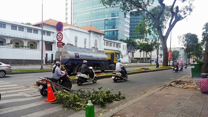 Bí ẩn người đặt hoa hồng trên mỗi gốc cây bị chặt ở Sài Gòn - ảnh 4