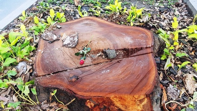 Bí ẩn người đặt hoa hồng trên mỗi gốc cây bị chặt ở Sài Gòn - ảnh 5