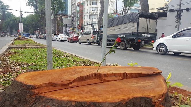 Bí ẩn người đặt hoa hồng trên mỗi gốc cây bị chặt ở Sài Gòn - ảnh 6