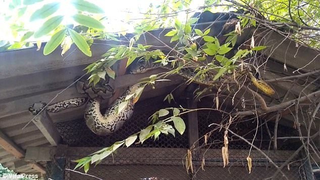 Trăn khổng lồ vặn mình nôn gà chọi nặng hàng cân - ảnh 1