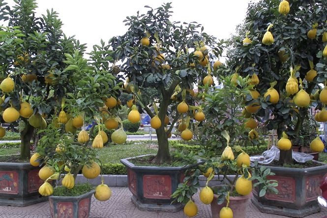cây cảnh dịp Tết - ảnh 6