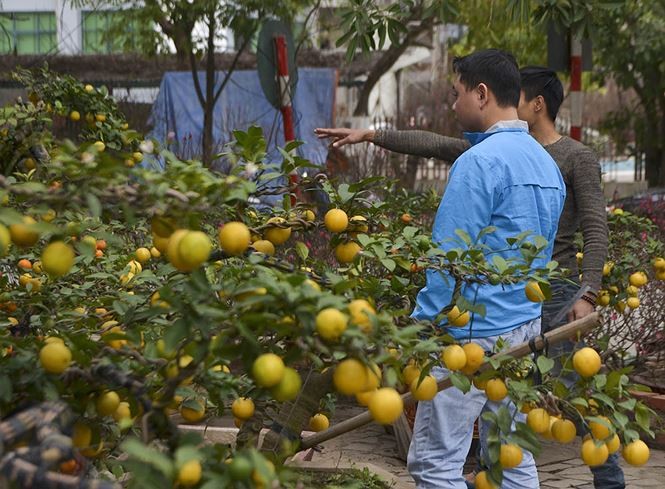 cây cảnh dịp Tết - ảnh 10