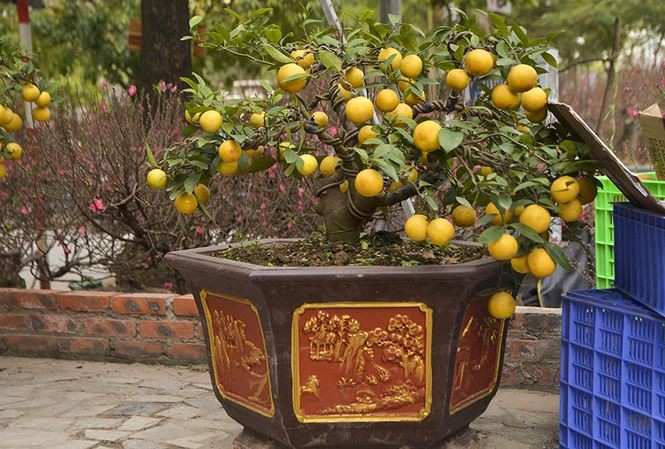 cây cảnh dịp Tết - ảnh 8