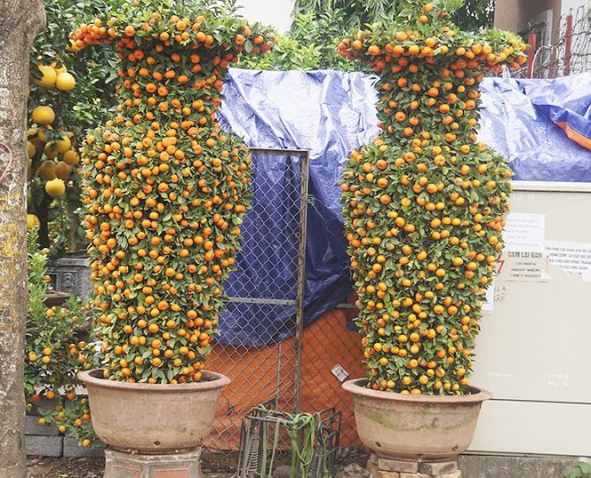 cây cảnh dịp Tết - ảnh 15