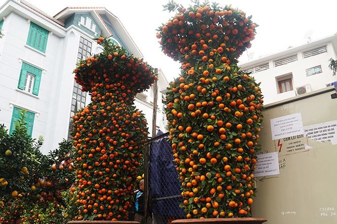 cây cảnh dịp Tết - ảnh 14
