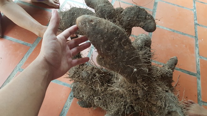 Dỡ bờ đất, nông dân Vĩnh Long thu được củ khoai 'khủng' nặng 26kg - ảnh 2