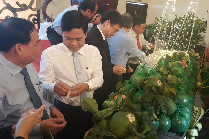 Đặc sản bưởi da xanh và dừa xiêm xanh có chỉ dẫn địa lý - ảnh 2