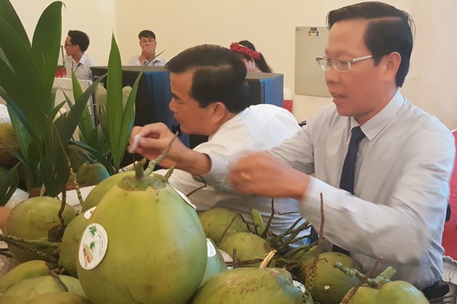 Đặc sản bưởi da xanh và dừa xiêm xanh có chỉ dẫn địa lý - ảnh 3