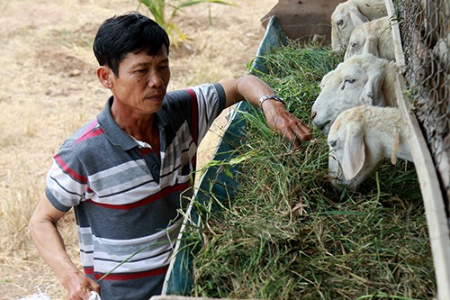 Hàng trăm con cừu chết do hạn hán ở Ninh Thuận - ảnh 1