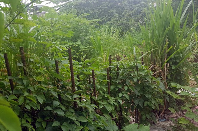 Kiểm tra bãi xe lậu trên khu đất 10.000m2 giữa Thủ đô - ảnh 8