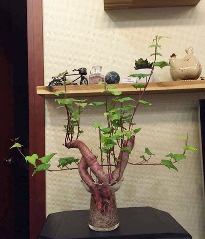 'Khoai lang bon sai' - thú trang trí nhà mới chỉ tốn vài nghìn đồng - ảnh 2