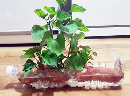 'Khoai lang bon sai' - thú trang trí nhà mới chỉ tốn vài nghìn đồng - ảnh 4
