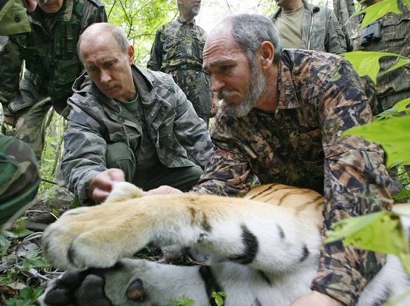 Hổ 'cưng' của Tổng thống Putin tung hoành tại Trung Quốc - ảnh 1