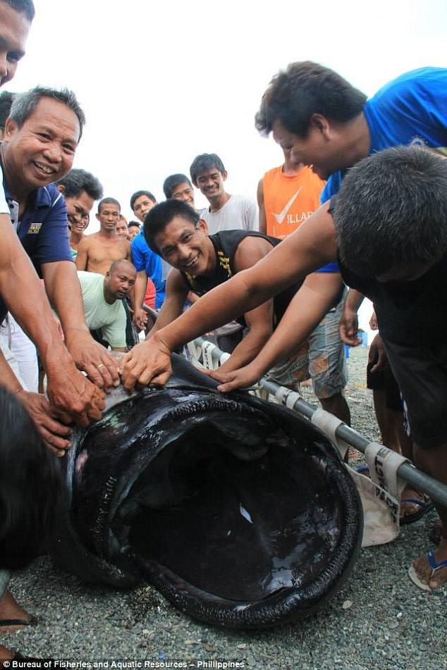 'Thủy quái' 100 tuổi sa lưới ngư dân Philippines - ảnh 2