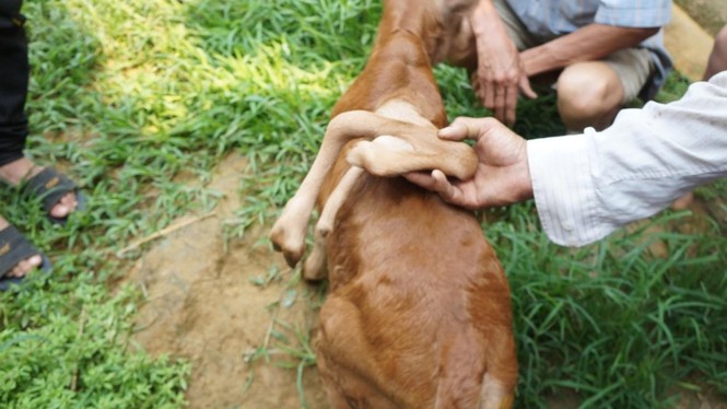 Bò mẹ sinh bê con 7 chân xôn xao Nghệ An - ảnh 2