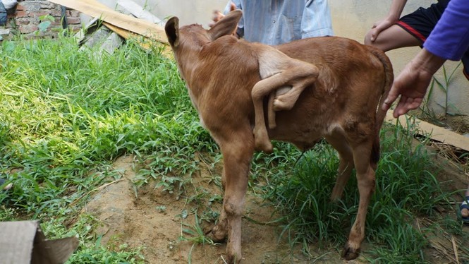 Bò mẹ sinh bê con 7 chân xôn xao Nghệ An - ảnh 1