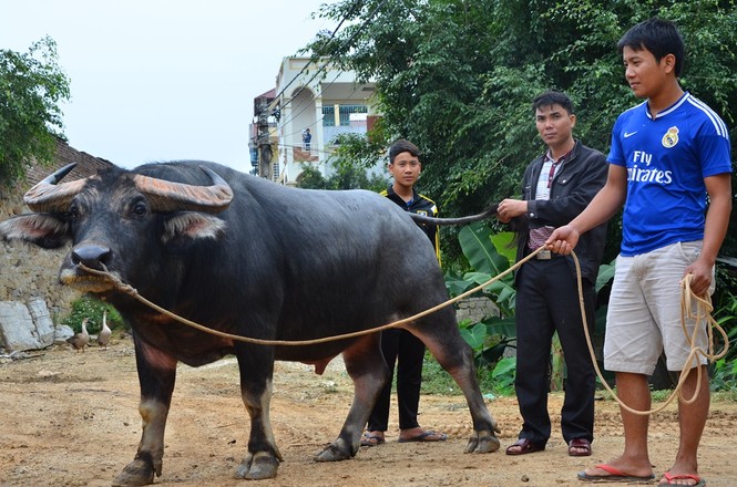 Ngàn người đội mưa xem chiến ngưu Hải Lựu quyết đấu - ảnh 2