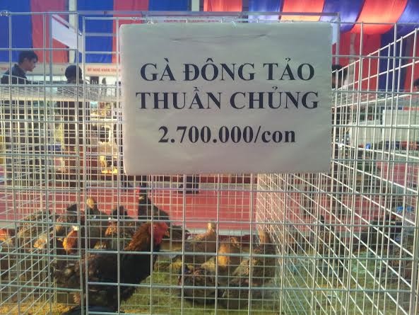 Hét giá gà độc, chim lạ tiền triệu vẫn đắt khách - ảnh 1