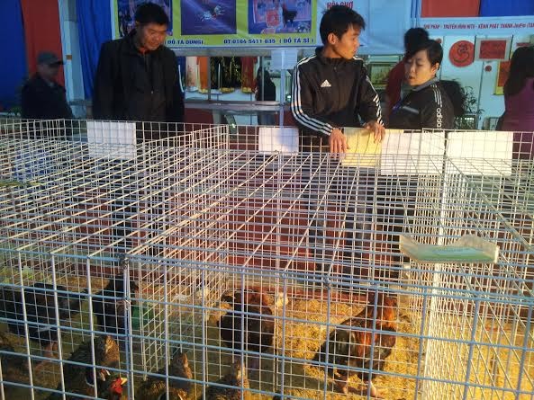Hét giá gà độc, chim lạ tiền triệu vẫn đắt khách - ảnh 4