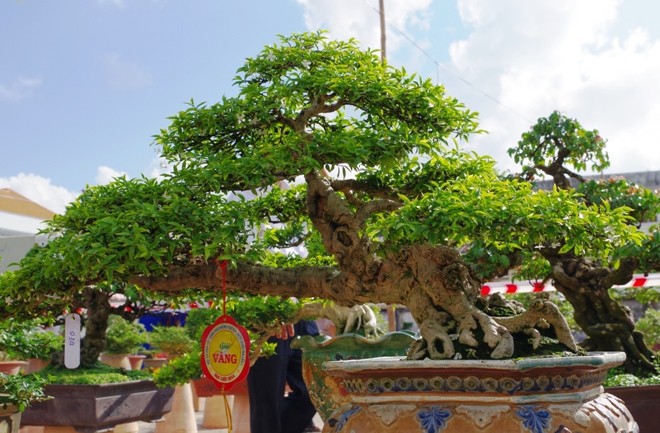 Trưng bày hơn 1.000 tác phẩm sinh vật cảnh ở Festival Bạc Liêu - ảnh 3