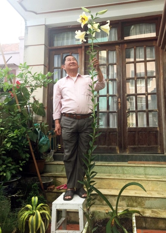 Cây hoa ly có chiều cao lạ thường ở Đà Lạt - ảnh 1