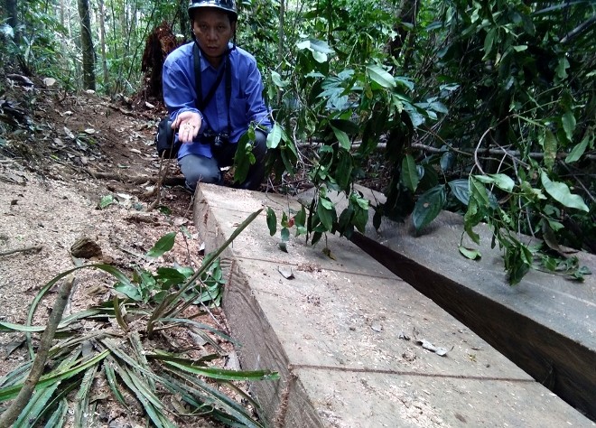 Cận cảnh gỗ lậu trong rừng phòng hộ Khánh Hòa - ảnh 8